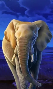 African Elephant